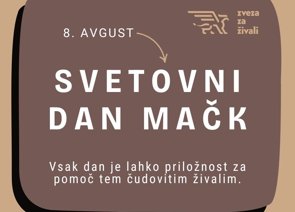 Svetovni dan mačk – vsak dan je priložnost
